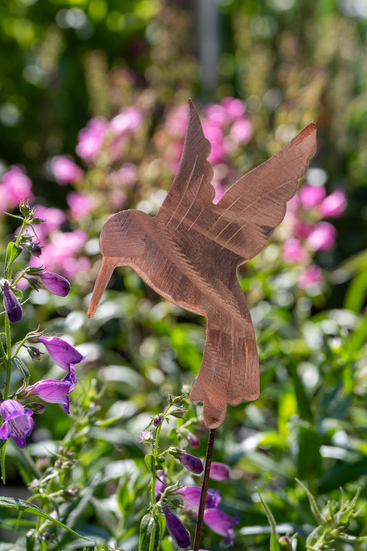 Copper Humming Bird